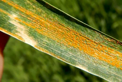 مدیریت عوامل خسارت‌زا زنگ زرد گندم و سن غلات در سطح مزارع فارس