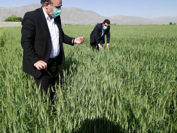 بازدید میدانی رئیس سازمان جهاد کشاورزی  لرستان از مزارع گندم و کلزای شهرستان بروجرد