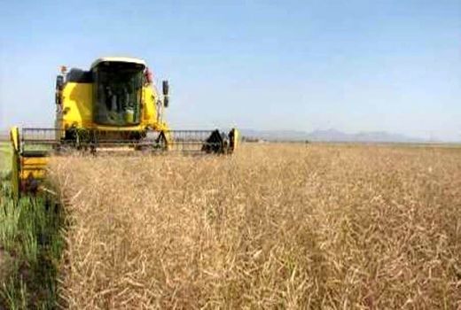 آغاز برداشت کلزا از مزارع آذربایجان غربی