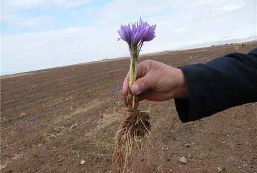 افزایش بهره‌وری با استفاده از پیاز زعفران  بالاتر از ۸ تا ۱۲ گرم در مزارع