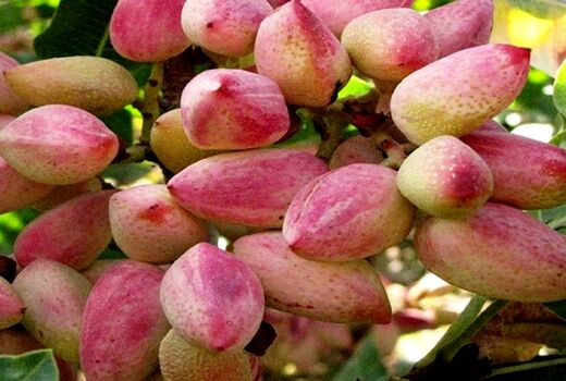 پسته ایلخچی توان رقابت در سطح ملی را دارد