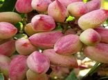 پسته ایلخچی توان رقابت در سطح ملی را دارد