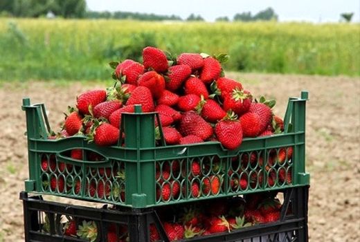 120 تن توت فرنگی از رستم به بازار می رود 