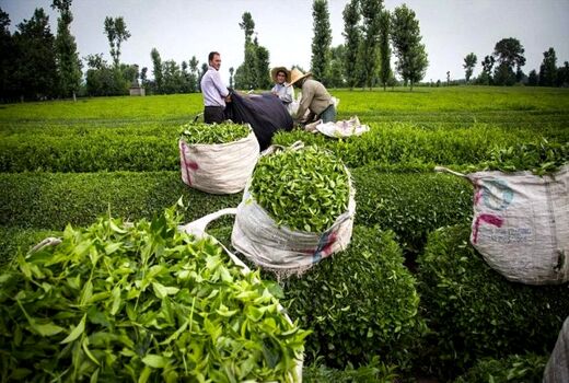 پرداخت ۱۰۰ میلیارد تومان پول چایکاران از سوی دولت در هفته آینده