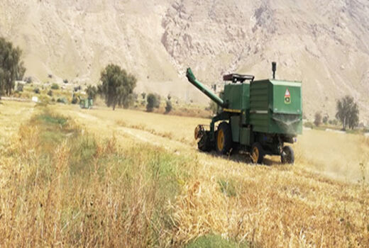 پایان برداشت جو در شهرستان پارسیان