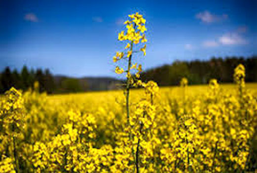 آغاز برداشت کلزا نیمه دوم فروردین ماه در هرمزگان
