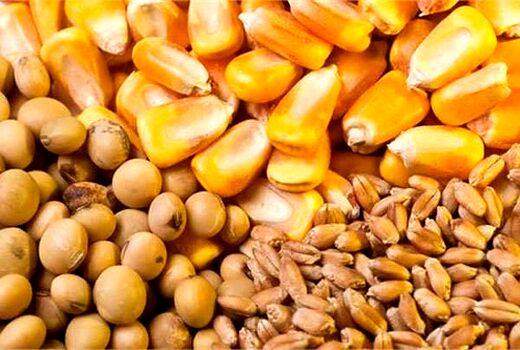 بارگذاری سهمیه نهاده‌های دامی واحدهای پرورش دام‌های نیمه صنعتی اعلام شد