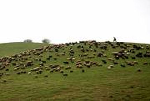 مدیریت مراتع استان سمنان در قالب طرح‌های مرتع‌داری