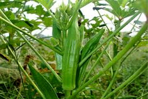 پیش‌بینی برداشت بیش از 30 هزار تن بامیه و گوجه فرنگی در حمیدیه