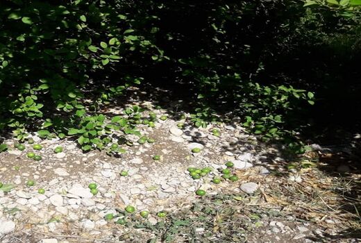 خسارت بارش تابستانه به بخش کشاورزی فراشبند