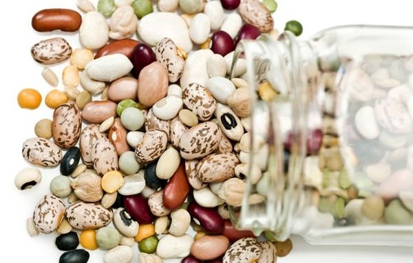 سه رقم جدید لوبیا به کشاورزان معرفی می‌شود/ روش جدید کشت لوبیا باعث صرفه‌جویی آب یک سد در هر استان