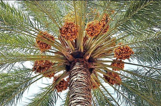 تشکیل ستاد برداشت و مراکز خرید توافقی خرما در سیستان و بلوچستان 