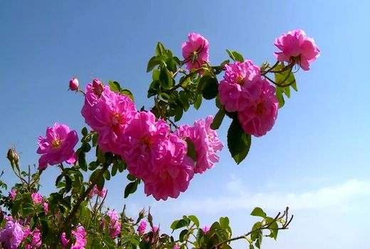 بیش از ۲۰۰ تن گل محمدی از اراضی ملایر برداشت می‌شود