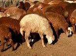 صادرات 226 هزار رأس دام از استان کرمانشاه به کشورهای حاشیه خلیج فارس در سال جاری