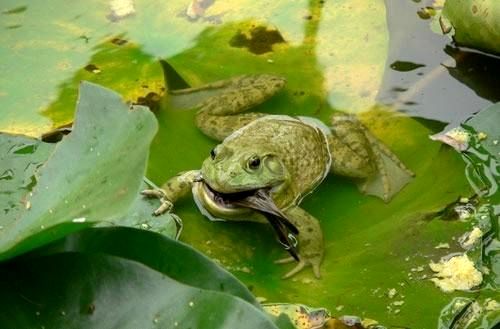 حیواناتی که می‌توانند پس از خورده شدن زنده بمانند