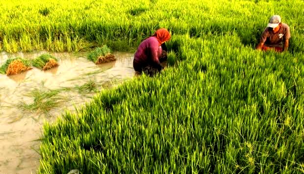 استراتژی موفق کشاورزی اندونزی در سال 2016 / 200 درصد افزایش تولید برنج در اندونزی با استفاده از مکانیزاسیون/ تکنولوژی، هزینه های تولید را از 12 به 6 میلیون روپیه در هکتار کاهش داد