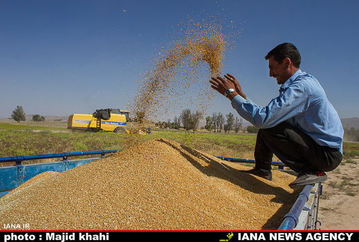 گندم خریداری شده در فارس از یک میلیون تن گذشت