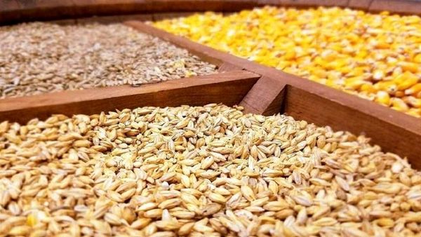  توزیع بیش از 26 هزار تن نهاده دامی در نیمه اول سال 1400 بین دامداران استان بوشهر
