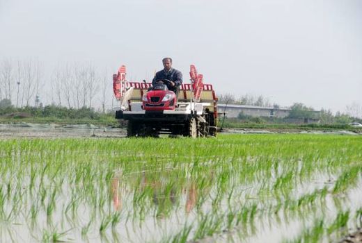 تولید برنج امسال افزایش می‌یابد