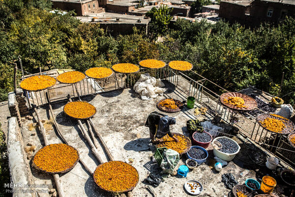 اینجا پایتخت آلوی ایران