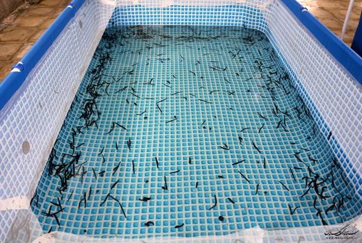 فعالیت 3 سایت پرورش زالوی طبی با ظرفیت ۲۰۰ هزار قطعه در قزوین