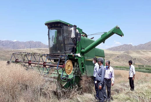 آغاز برداشت کلزا در مزارع شهرستان خداآفرین
