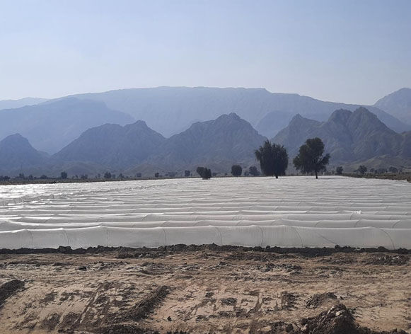 آغاز کشت زیر پلاستیک هندوانه و شمام در شهرستان پارسیان