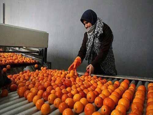 صدور 135 فقره مجوز تاسیس و بهره برداری صنایع کشاورزی در مازندران