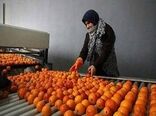 صدور 135 فقره مجوز تاسیس و بهره برداری صنایع کشاورزی در مازندران