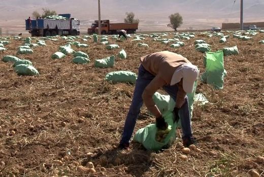 پیش بینی برداشت 70 هزار تن سیب زمینی در فریدون شهر