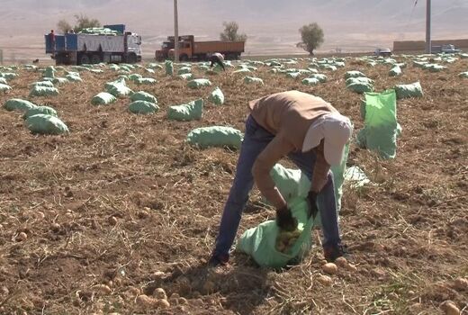 پیش بینی برداشت 70 هزار تن سیب زمینی در فریدون شهر