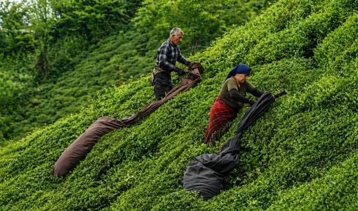 چای ایران از یک رویا آغاز شد؛ میراث ماندگار کاشف‌السلطنه