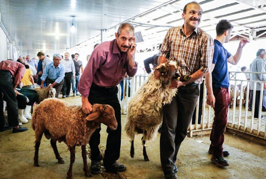 کشتار دام در خیابان ممنوع می‌شود