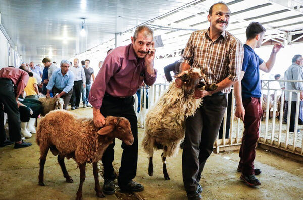 کشتار دام در خیابان ممنوع می‌شود
