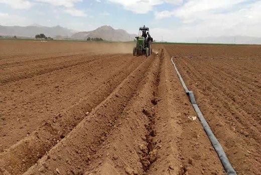 کشت سیب زمینی در بیش از ۶ هزار ۳۰۰ هکتار از اراضی کشاورزی 