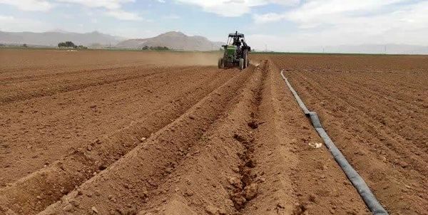 کشت سیب زمینی در بیش از ۶ هزار ۳۰۰ هکتار از اراضی کشاورزی 