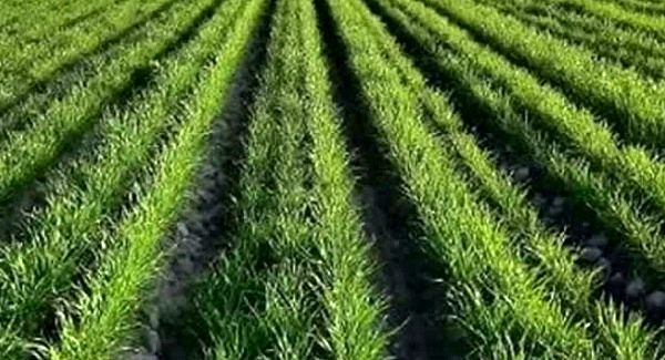 مدیریت تنش‌های ابتدای کشت، کلید افزایش عملکرد گندم