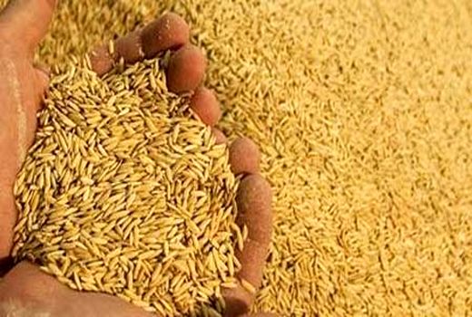 افزایش 122 درصدی توزیع سبوس در خوزستان