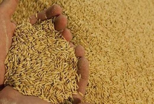 افزایش 122 درصدی توزیع سبوس در خوزستان