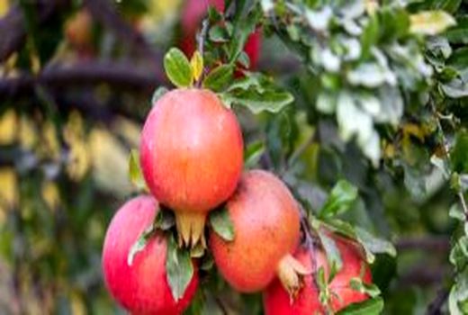 قم پیشتاز در تولید محصولات زراعی و باغی