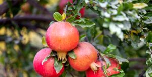 قم پیشتاز در تولید محصولات زراعی و باغی