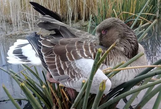 شناسایی و مهار بیماری آنفلوانزای فوق حاد پرندگان در حیات وحش منطقه میقان 