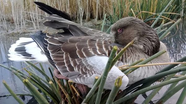 شناسایی و مهار بیماری آنفلوانزای فوق حاد پرندگان در حیات وحش منطقه میقان 