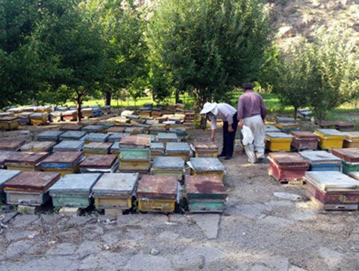 رشد میزان تولید عسل در زنبورستانهای شهرستان اهر 