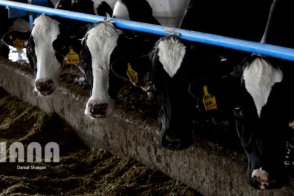 گاوداری هزار راسی ایلام