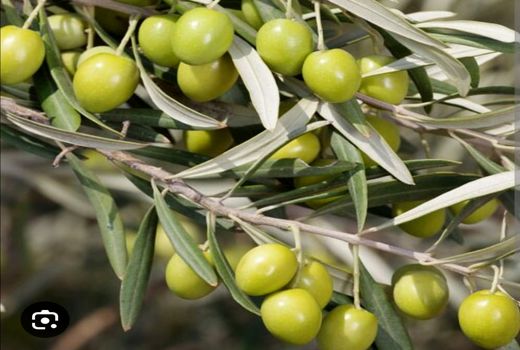 تولید بیش از 8 تن زیتون در ارسنجان