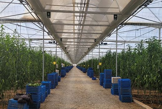 بهره برداری از واحد گلخانه 9 هکتاری در استان اصفهان با حمایت بانک کشاورزی