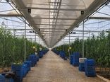 بهره برداری از واحد گلخانه 9 هکتاری در استان اصفهان با حمایت بانک کشاورزی