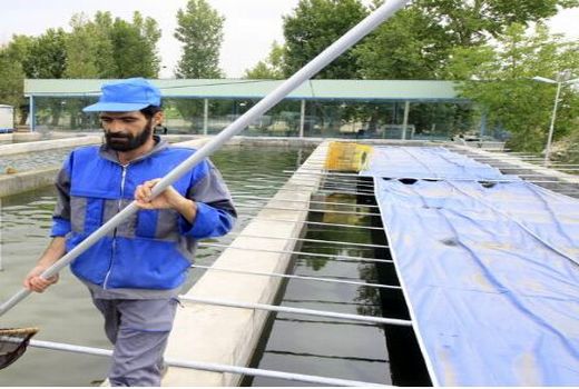 رهایی ۴۰۰ هزار قطعه بچه‌ماهی در استخرهای خراسان شمالی