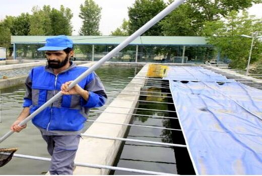 رهایی ۴۰۰ هزار قطعه بچه‌ماهی در استخرهای خراسان شمالی